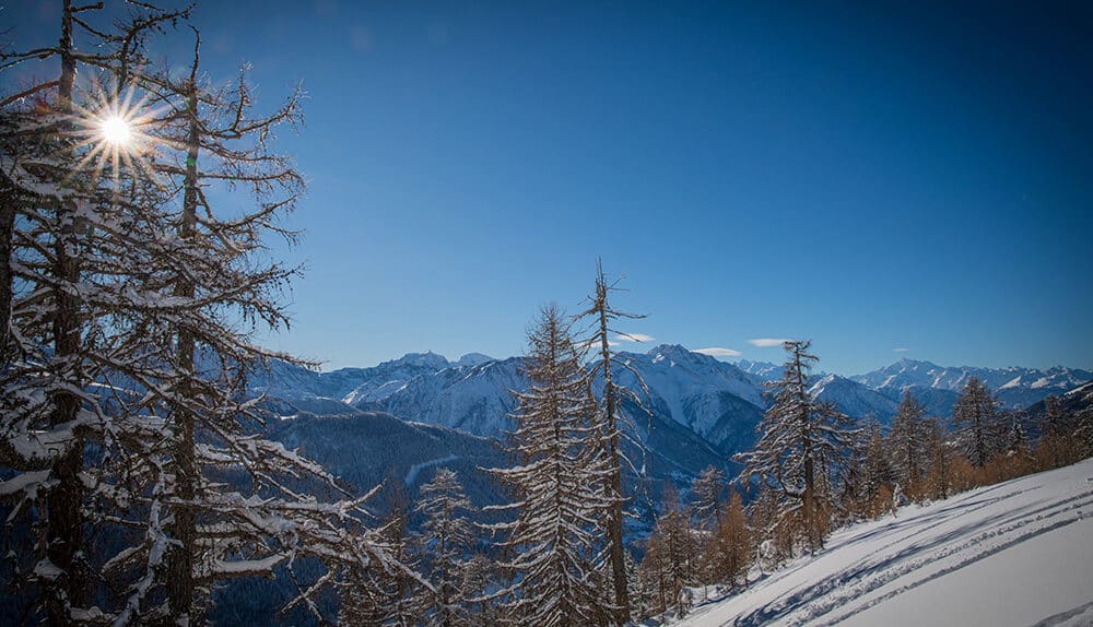 Lärchen im Schnee, bei Bellwald